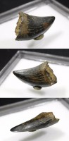 Tyrannosaurus Rex tooth fossil暴龍牙齒化石