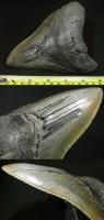 Megalodon tooth fossil-6inch巨齒鯊牙化石6吋