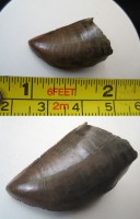 Tyrannosaurus Rex tooth fossil暴龍牙齒化石
