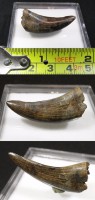 HIGH Tyrannosaurus Rex tooth fossil超巨大暴龍牙齒化石
