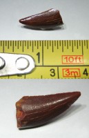 Deltadromeus agilis tooth fossil三角洲奔龍牙齒化石