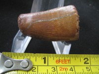Carcharodontosaurus tooth fossil鯊齒龍牙齒化石